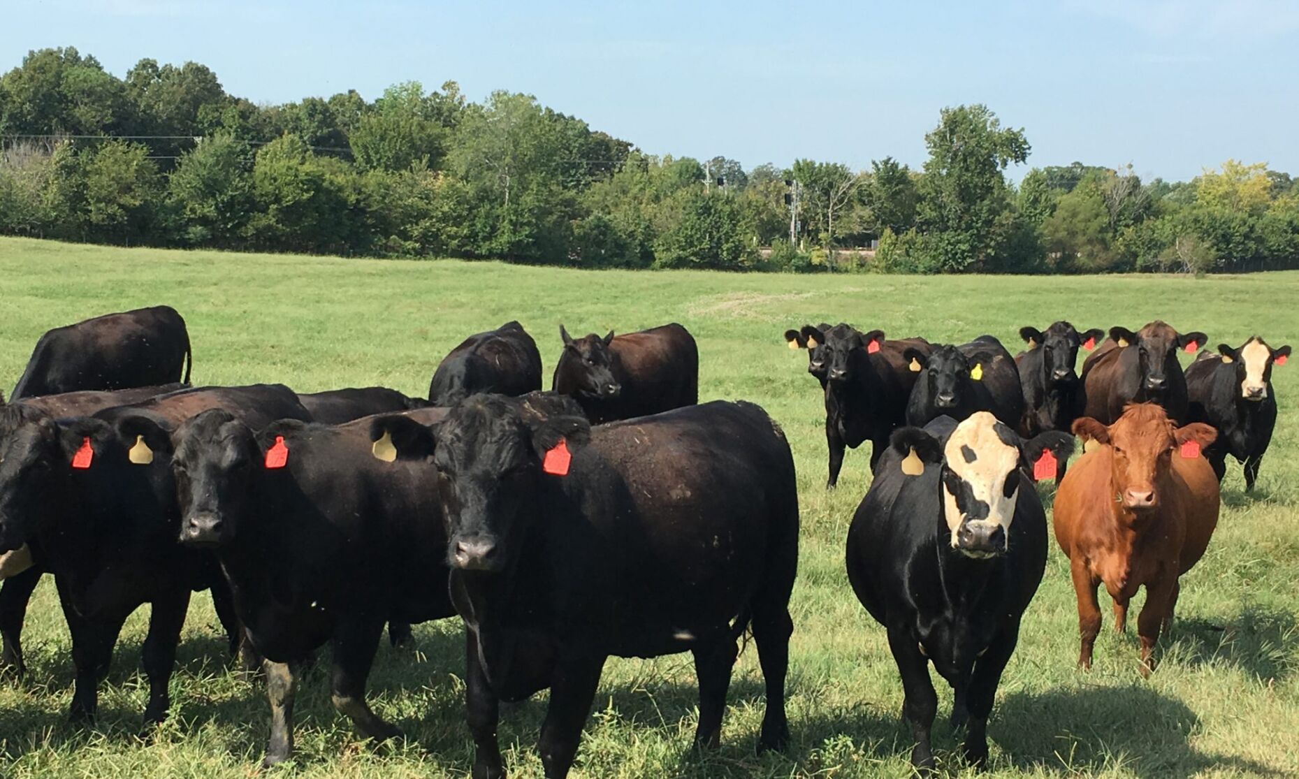 CC Cows on Grass Summer
